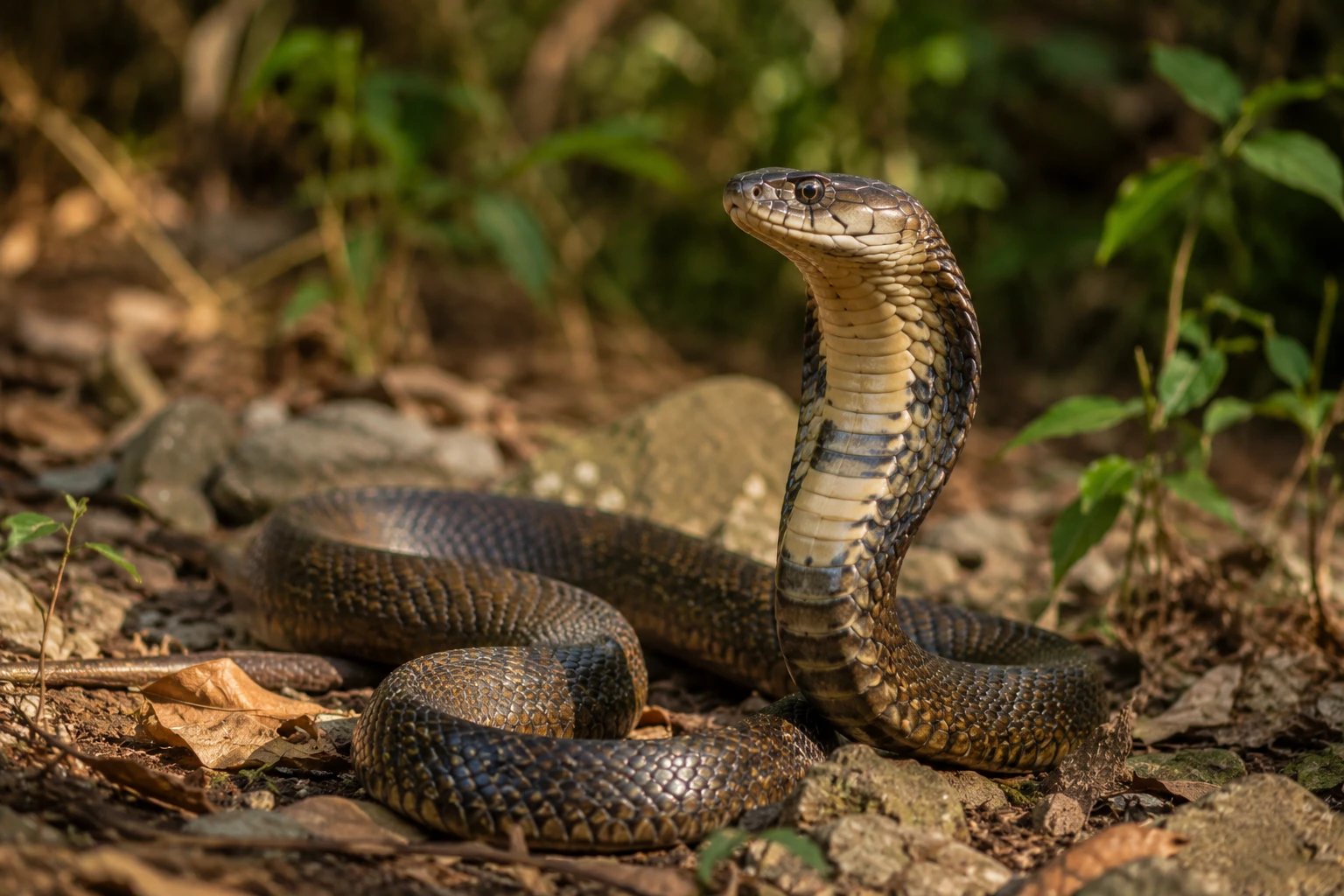 Le serpent tueur : Tout ce qu’il faut savoir sur cette créat